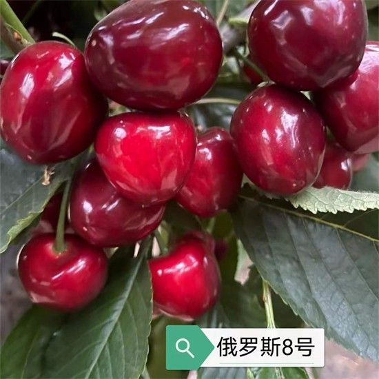 俄罗斯8号樱桃苗