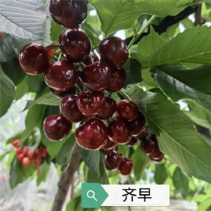 齐早樱桃苗